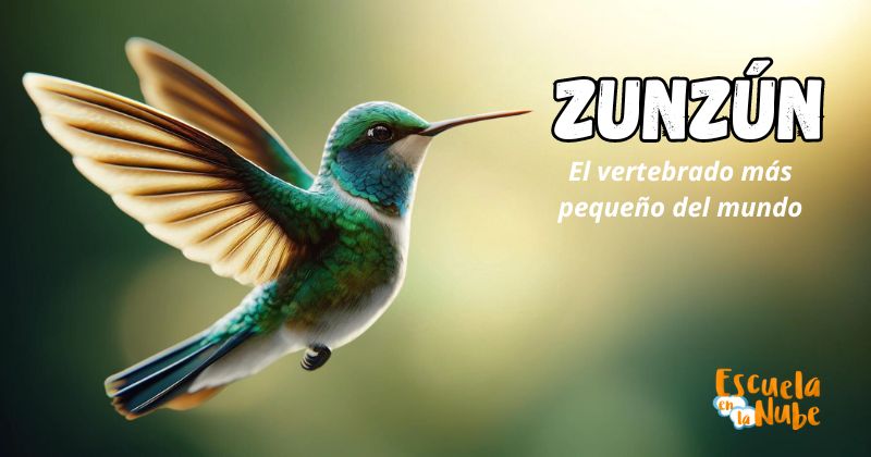 zunzún, vertebrado más pequeño del mundo, colibrís